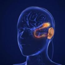 Stock photo of head and hearing pathway