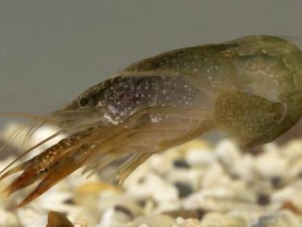 photo: crayfish tail flipping