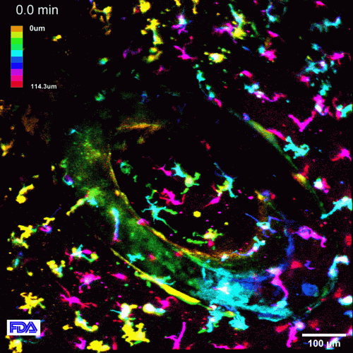 response of microglia, from Yohannes et al., J Neural Eng, 2021