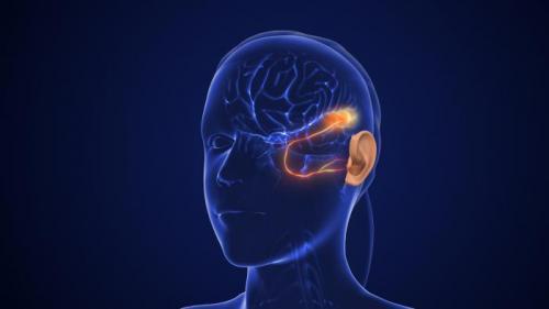 Stock photo of head and hearing pathway