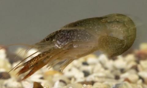 photo: crayfish tail flipping