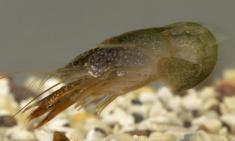 Photo credit to Herberholz Lab
