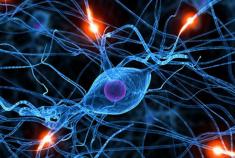 neuron